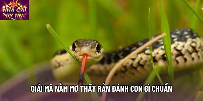 Giải mã nằm mơ thấy rắn đánh con gì chuẩn Giải mã nằm mơ thấy rắn đánh con gì chuẩn
