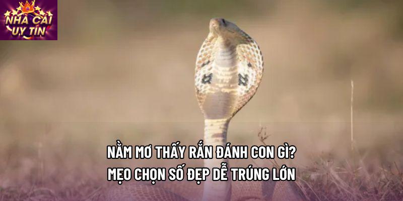 Nằm Mơ Thấy Rắn Đánh Con Gì? Mẹo Chọn Số Đẹp Dễ Trúng Lớn